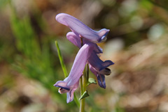 Corydalis arctica