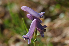 Corydalis arctica