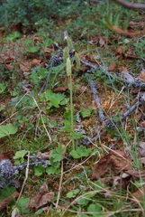 Corydalis arctica