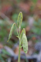 Corydalis arctica