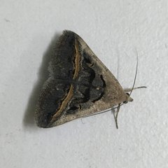 Acantholipes trajecta