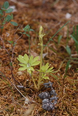 Corydalis arctica