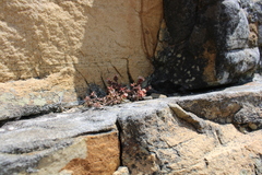 Crassula pruinosa