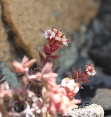 Crassula pruinosa