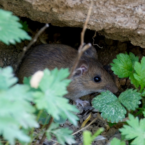 Chinese White-bellied Rat (Niviventer confucianus) — Least Concern Mammalia