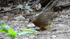 Tropicoperdix chloropus