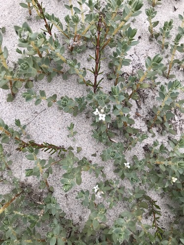 Pimelea lyallii observed 2026-01-02