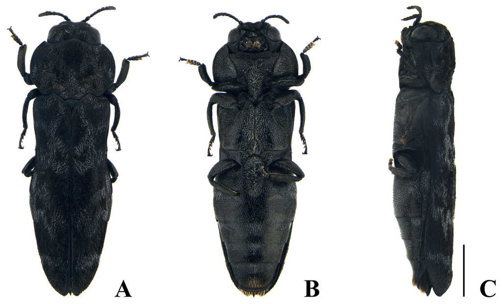 Neotoxoscelus