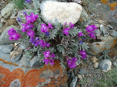 Oxytropis tragacanthoides