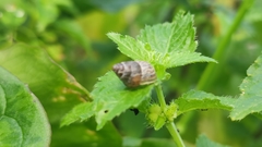 Cochlicella