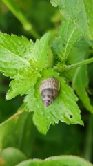 Cochlicella