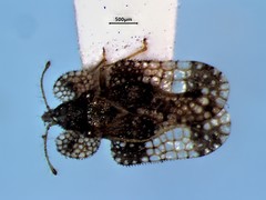 Corythucha pergandei