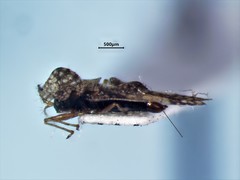 Corythucha pergandei