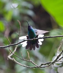 Campylopterus ensipennis