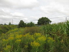 Corythucha pergandei