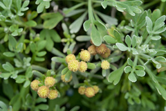 Crossostephium chinense