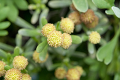 Crossostephium chinense