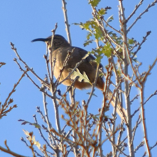 California Thrasher (Toxostoma redivivum), photo 8