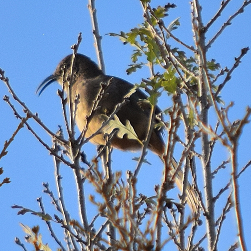 California Thrasher (Toxostoma redivivum), photo 9