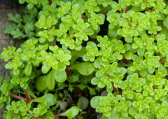 Sedum formosanum