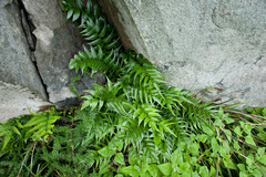 Cyrtomium devexiscapulae