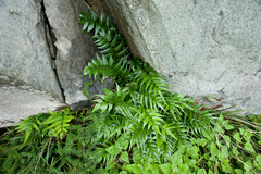 Cyrtomium devexiscapulae