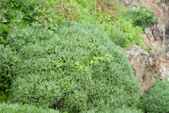 Crossostephium chinense