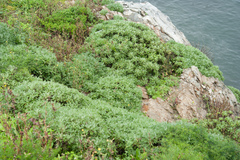 Crossostephium chinense