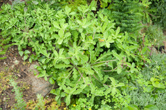 Crepidiastrum lanceolatum