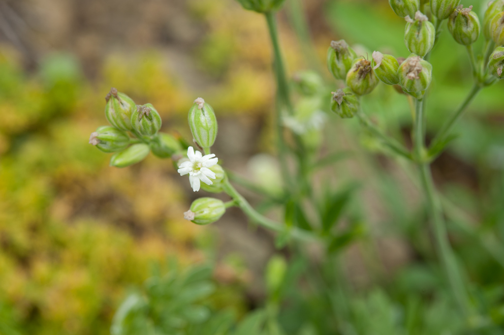 Silene firma; photograph (c) Cheng-Tao Lin, some rights reserved (CC BY)