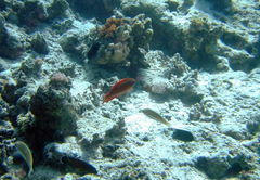 Paracheilinus octotaenia