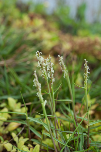 Zoysia matrella iNat (1)