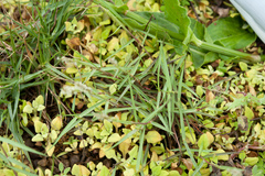 Zoysia matrella