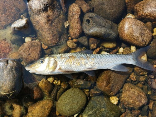Barbel steed (Hemibarbus labeo) — Cyprinidae