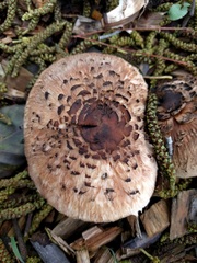 Rhacodium