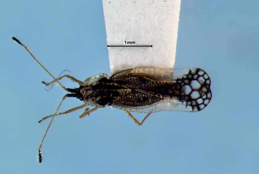 Leptopharsa oblonga
