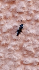 Tachinus subterraneus