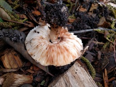 Rhacodium