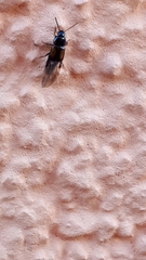 Tachinus subterraneus