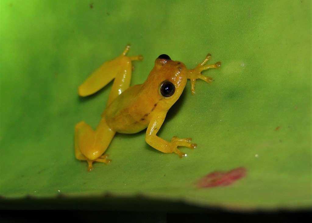 Mata do Catolé Heart-tongued Frog