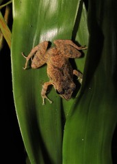 Pristimantis ramagii