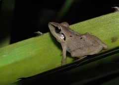 Pristimantis ramagii