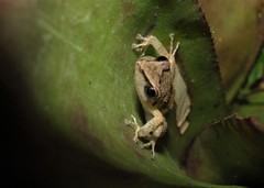 Pristimantis ramagii