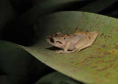 Pristimantis ramagii