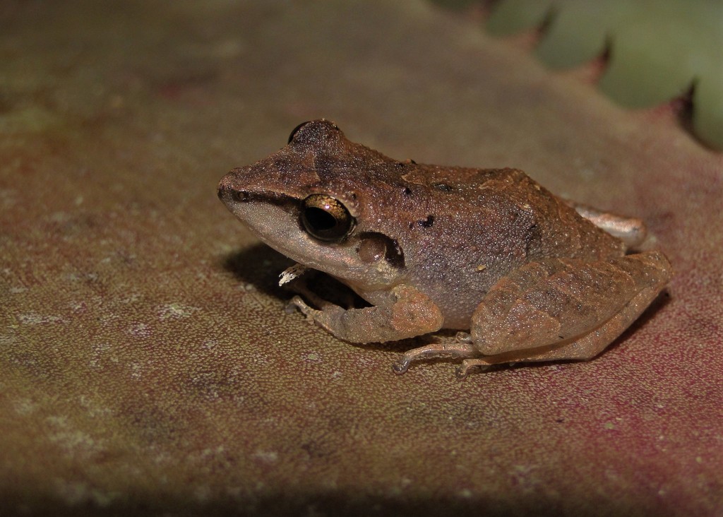 Paraiba Robber Frog