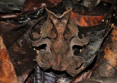 Proceratophrys renalis