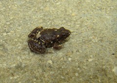 Pseudopaludicola mystacalis