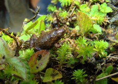 Pseudopaludicola mystacalis