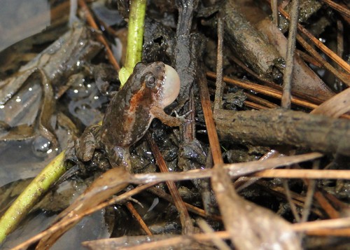 Canga Swamp Frog, Pseudopaludicola canga