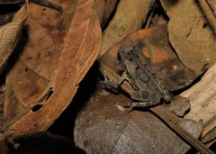 Rhinella crucifer